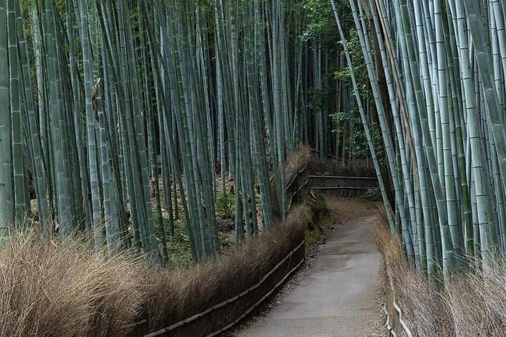 Experience Culture History and Landmarks in Kyoto Nara — photo 5