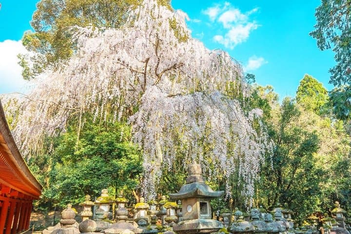 Nara Deer Park, Todaiji Temple, Uji Matcha & Hot Spring Day Tour — photo 12