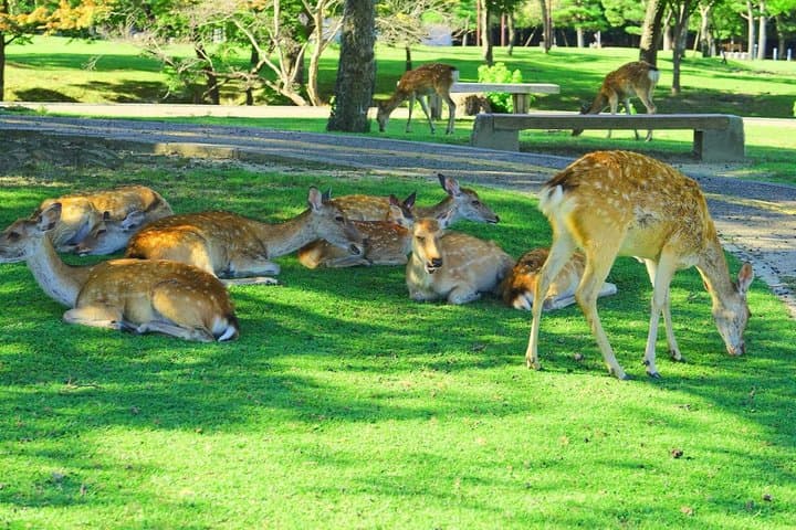 Nara Deer Park, Todaiji Temple, Uji Matcha & Hot Spring Day Tour — photo 2