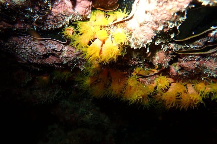【Okinawa・Ishigaki Island】Night Diving Tour — photo 11