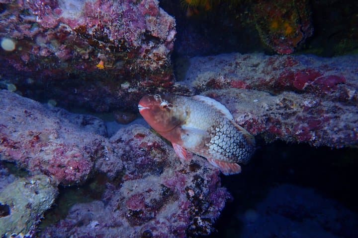 Ishigaki Island, Okinawa: Let's Go See Noctiluca!Night Snorkeling Tour — photo 5