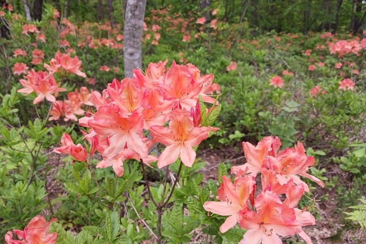 Hiking on Mt Lizuna in Nagano — photo 3