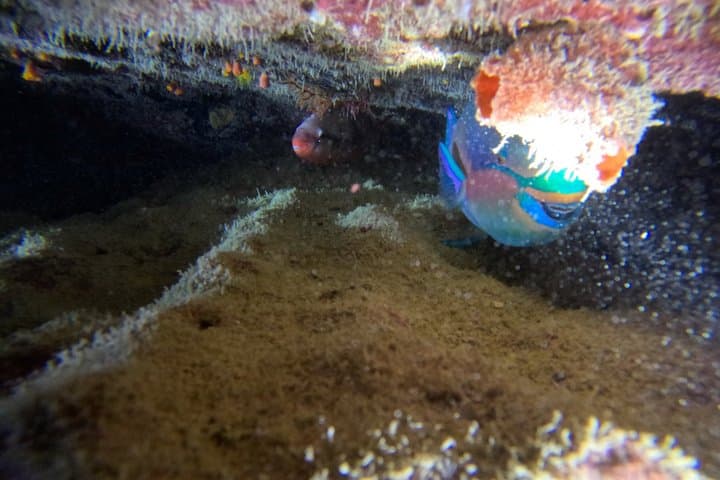 【Okinawa・Ishigaki Island】Night Diving Tour — photo 5