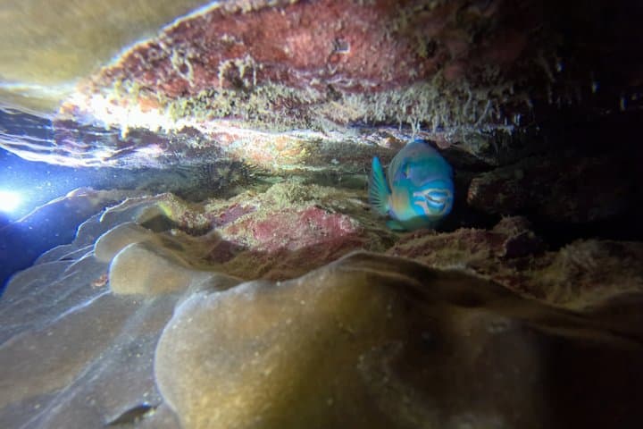 【Okinawa・Ishigaki Island】Night Diving Tour — photo 6