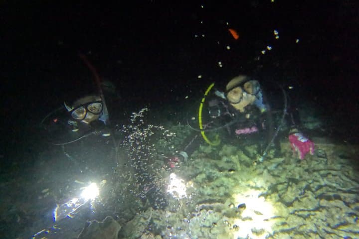【Okinawa・Ishigaki Island】Night Diving Tour — photo 2