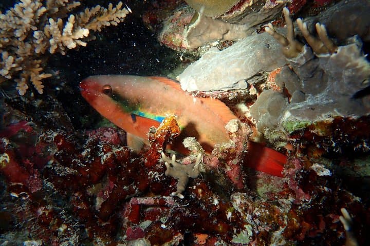 【Okinawa・Ishigaki Island】Night Diving Tour — photo 12