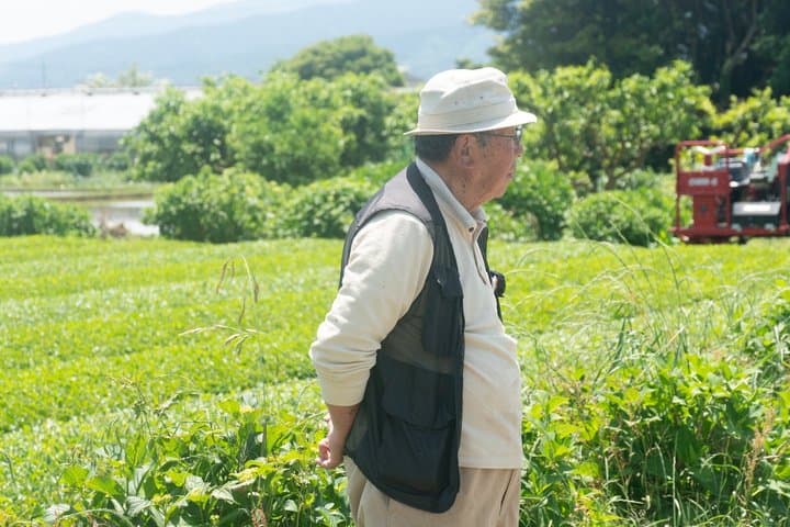Authentic Tea Picking Experience and Farm to-Table Lunch Tokyo — photo 13