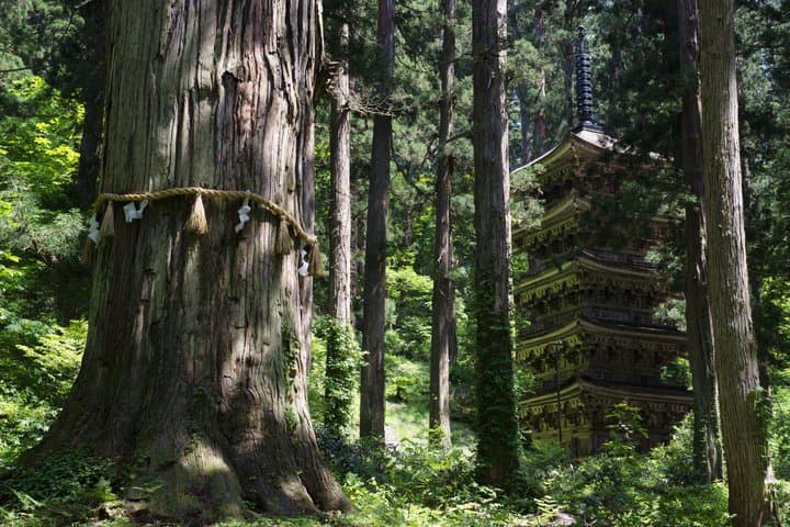 Sacred Mt Haguro Pilgrimage with a Local Guide — photo 6