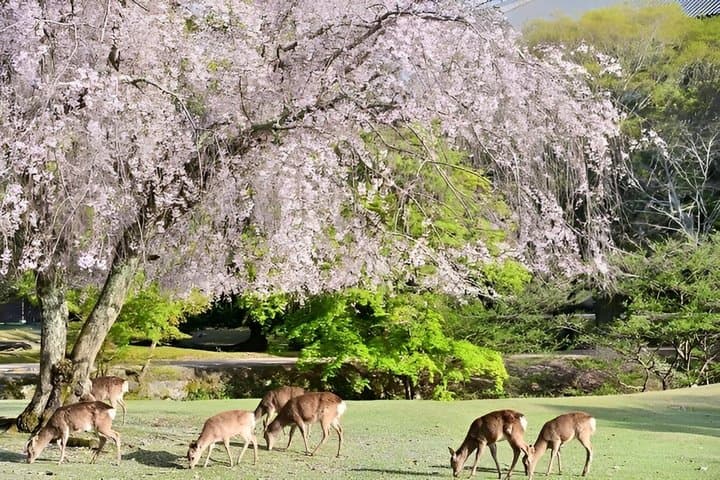 Kyoto and Nara Private 10 Hour Tour from Osaka — photo 13