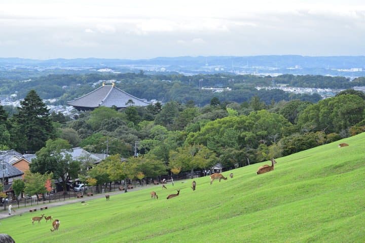 Nara: Enjoy Highlight Of Nara in 3 hours — photo 5
