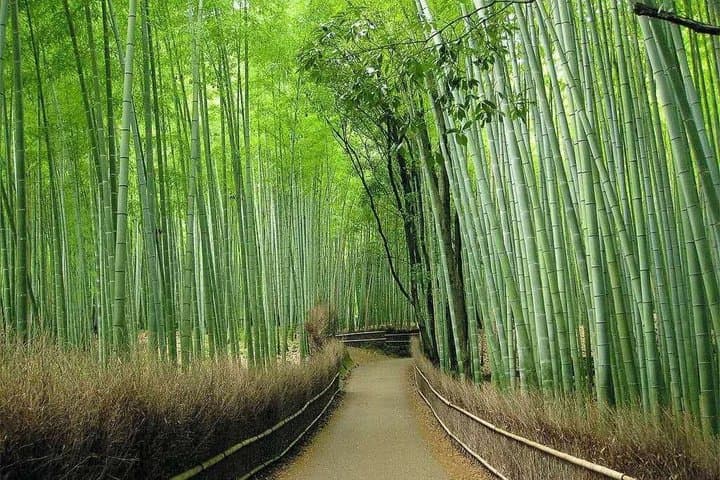 Kyoto and Nara Private 10 Hour Tour from Osaka — photo 18