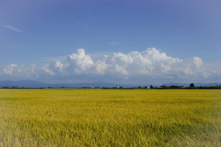 Green Field Trail and Onigiri Picnic with Local Farmer — photo 2