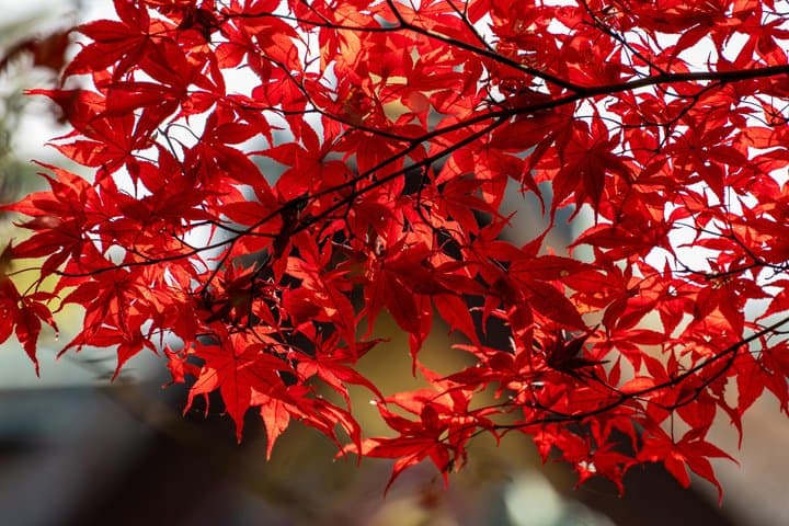 Mount Fuji & Momiji Season: Kamakura, Big Buddha and Lake Ashi — photo 11