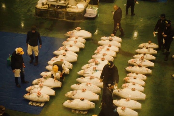 Toyosu Market Tuna Auction & Tsukiji Tour With Former Sushi Chef — photo 2