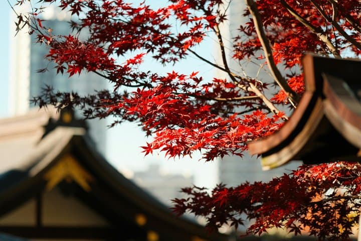 Nikko & Momiji Season: Kegon Falls with Chuzenji and Toshogu — photo 3