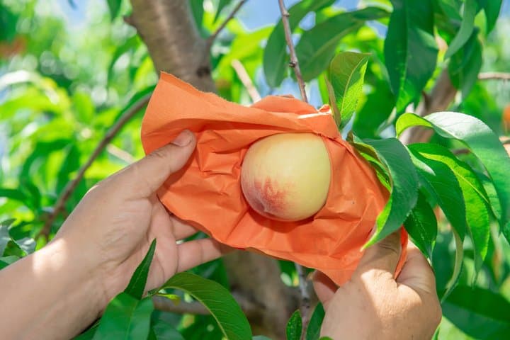 Private Peach Farm Tour with Guide: Picking or Scenic Walk — photo 4