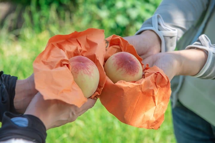 Private Peach Farm Tour with Guide: Picking or Scenic Walk — photo 9