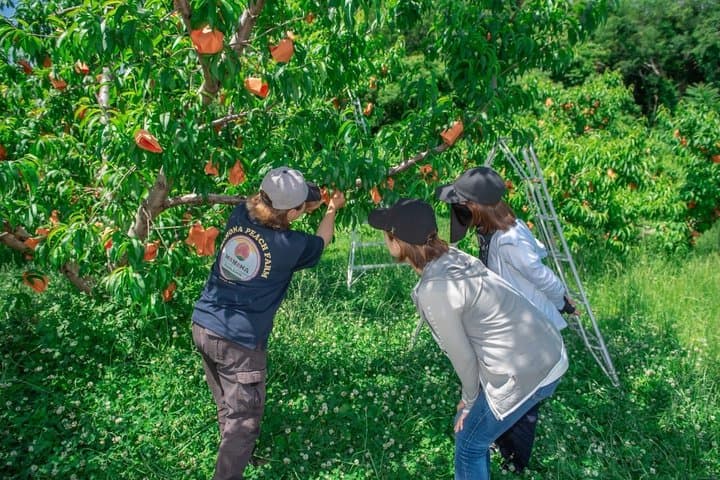 Private Peach Farm Tour with Guide: Picking or Scenic Walk — photo 10