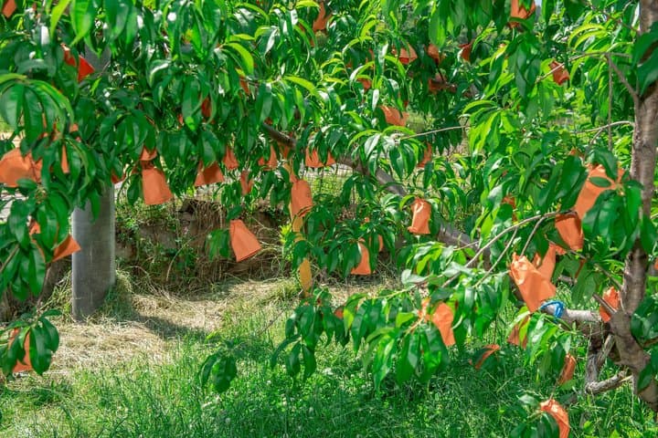 Private Peach Farm Tour with Guide: Picking or Scenic Walk — photo 12