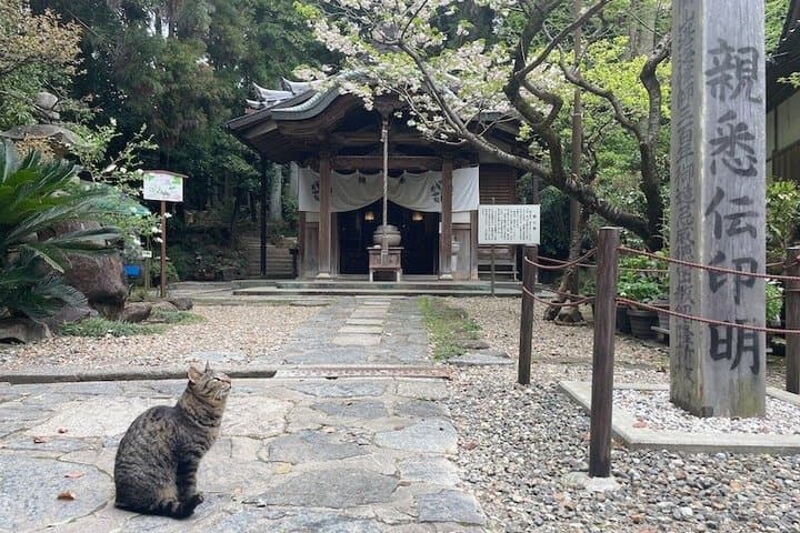 Nara Ikoma Hozanji Temple Small Group Walk and Cable Car Sky View — photo 5