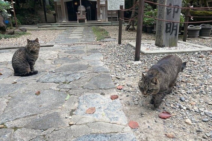 Nara Ikoma Hozanji Temple Small Group Walk and Cable Car Sky View — photo 9