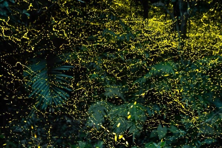 Iriomote Island Yaeyama Firefly Guided Night Tour March to May — photo 11