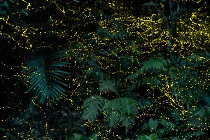 Iriomote Island Yaeyama Firefly Guided Night Tour March to May — photo 7