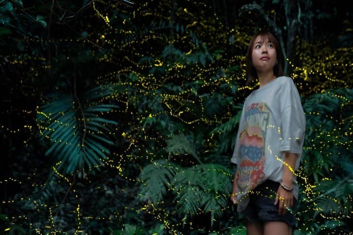 Ishigaki Sunset Limited Time Yaeyama Firefly Viewing Tour — photo 8