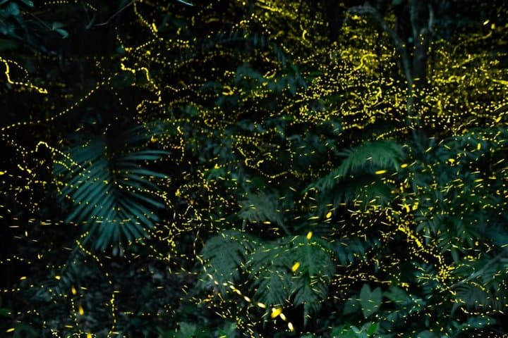 Iriomote Island Yaeyama Firefly Guided Night Tour March to May — photo 5