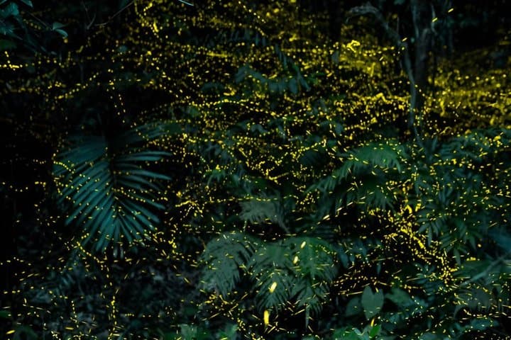 Iriomote Island Yaeyama Firefly Guided Night Tour March to May — photo 12