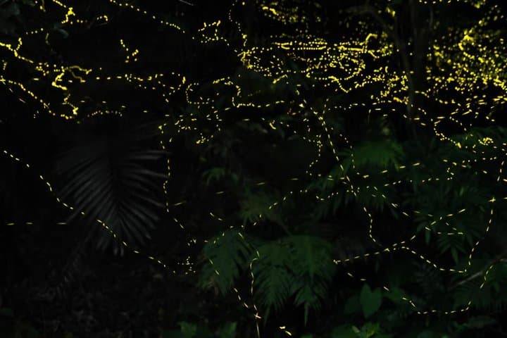 Iriomote Island Yaeyama Firefly Guided Night Tour March to May — photo 14
