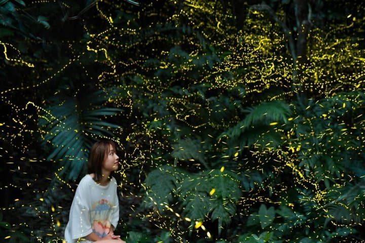 Ishigaki Sunset Limited Time Yaeyama Firefly Viewing Tour — photo 13
