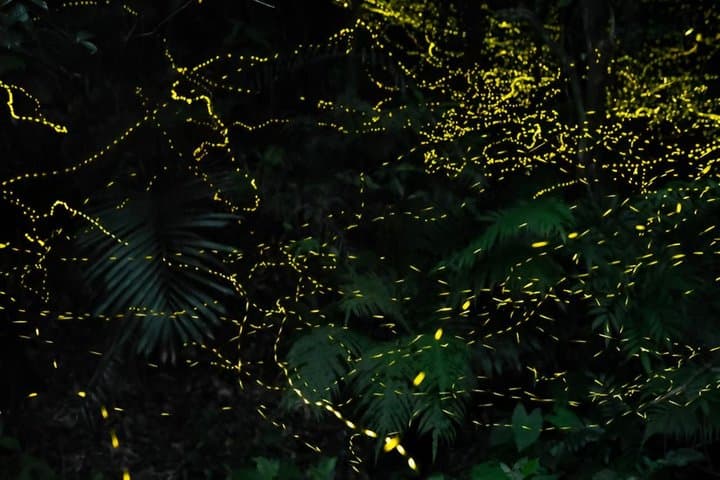 Iriomote Island Yaeyama Firefly Guided Night Tour March to May — photo 16