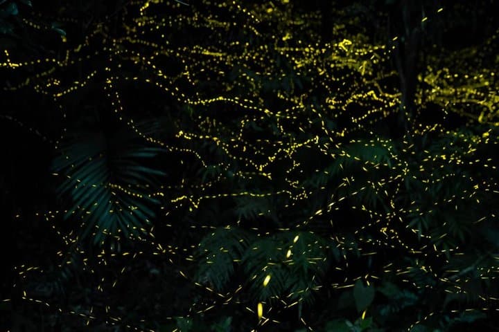 Iriomote Island Yaeyama Firefly Guided Night Tour March to May — photo 18
