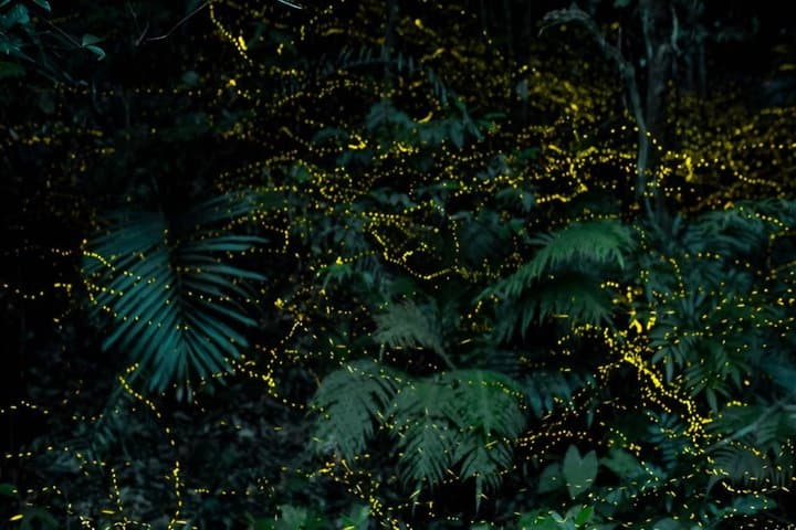 Iriomote Island Yaeyama Firefly Guided Night Tour March to May — photo 19