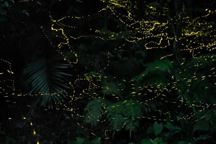 Ishigaki Sunset Limited Time Yaeyama Firefly Viewing Tour — photo 20