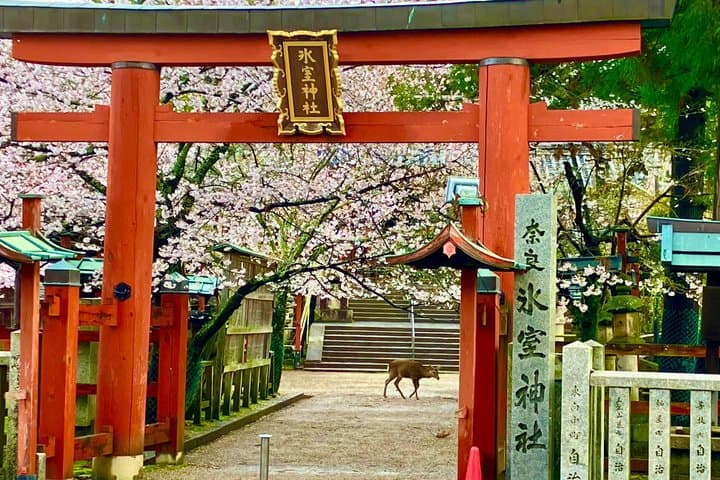 Nara Day Tour: Todai-ji, Kasuga Taisha & Sacred Deer Walk — photo 3