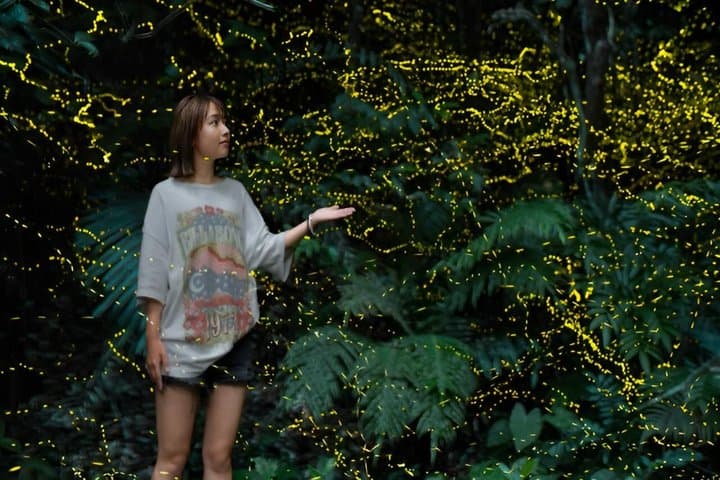 Iriomote Island Yaeyama Firefly Guided Night Tour March to May — photo 8