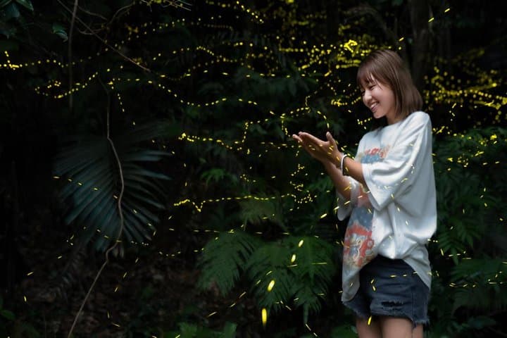 Iriomote Island Yaeyama Firefly Guided Night Tour March to May — photo 10