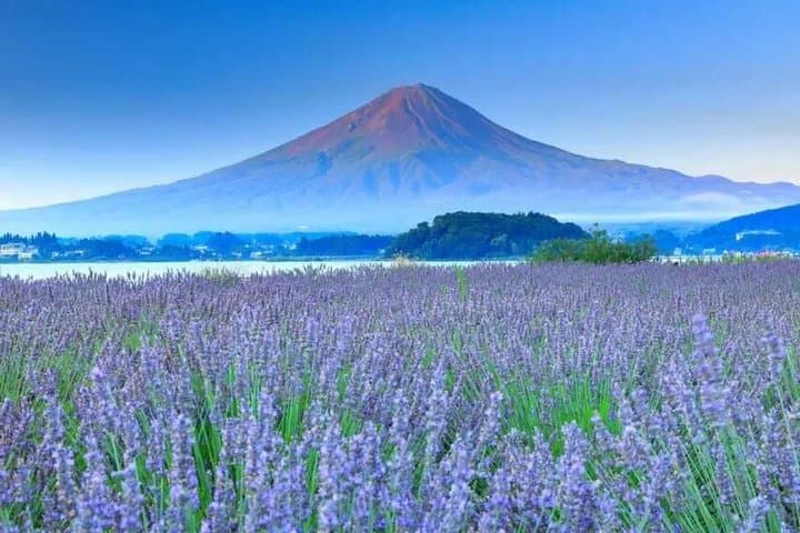 Mt. Fuji,Saiko Iyashi-no-Sato Nenba&Kawaguchi Lake — photo 1