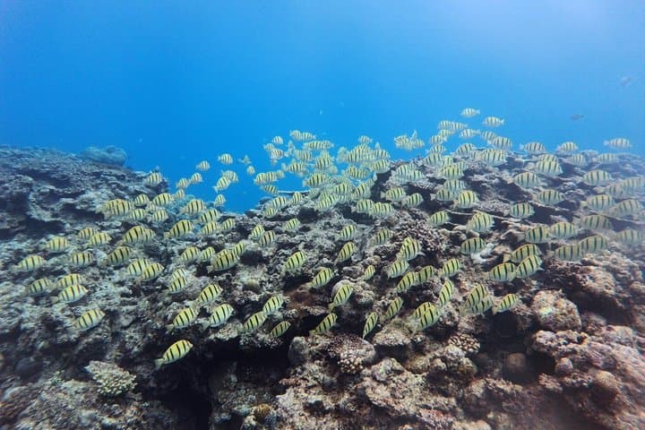 Private Snorkeling Tour at Blue Cave Okinawa — photo 13