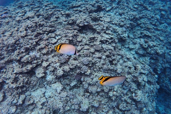 Private Snorkeling Tour at Blue Cave Okinawa — photo 15
