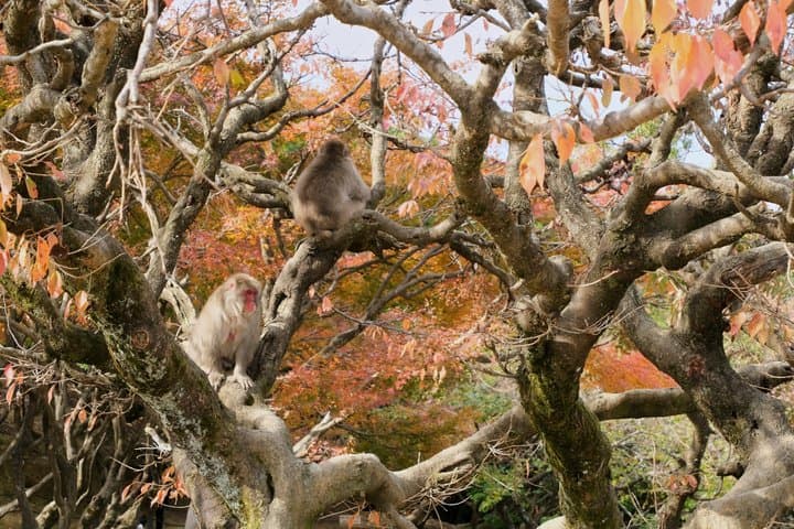 Arashiyama Bamboo Forest and Zen Garden Tour — photo 7