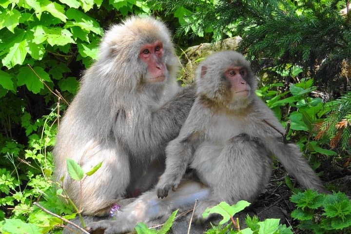 Full Day Snow Monkey Park and Togakushi Shrine Tour in Nagano — photo 6