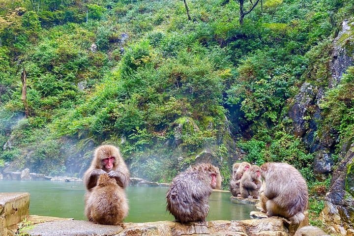 Full Day Snow Monkey Park and Togakushi Shrine Tour in Nagano — photo 7