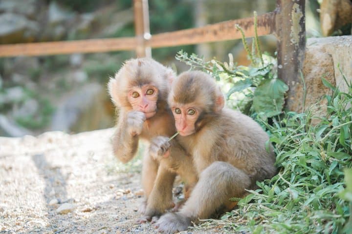 Full Day Snow Monkey Park and Togakushi Shrine Tour in Nagano — photo 2