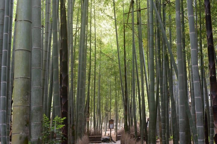 Kamakura Summer Highlights with private vehicle: Seaside Escape — photo 18