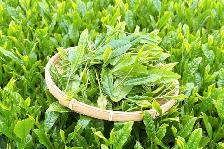 Authentic Tea Picking Experience and Farm to-Table Lunch Tokyo — photo 3