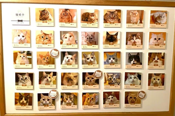 Tokyo Night Tour: Shinjuku Cat Cafe, 3D Cat & Original 3D Latte — photo 11
