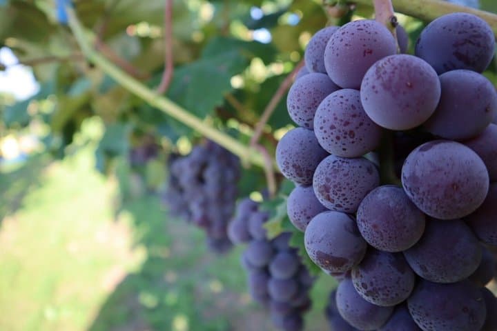 Family Vineyard Tour with Juice Tasting and Pairings — photo 2